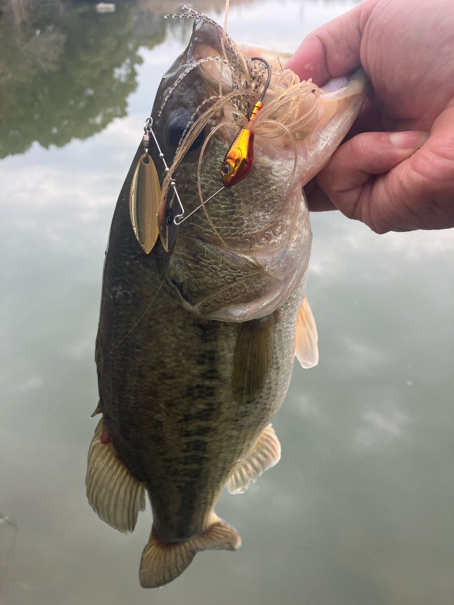 NAOMETAL4's tweet photo. わーーーーーい✨
初バスげっとん🎣
ぽんちゃーーーーん@ponpokorin450
ありがとーーーー🤩✨✨
#44cm https://t.co/qyQYSc2VXa