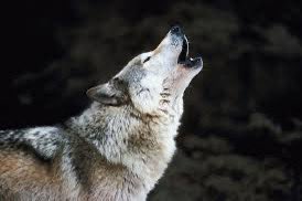 felderjb's tweet photo. Congratulations NC State for winning the ACC Basketball championship! #gopack https://t.co/MdyqjrGKCW