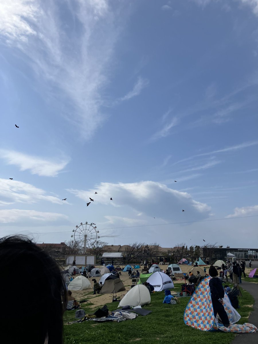 今までに見た事ない数のトンビ！
トンビフェス