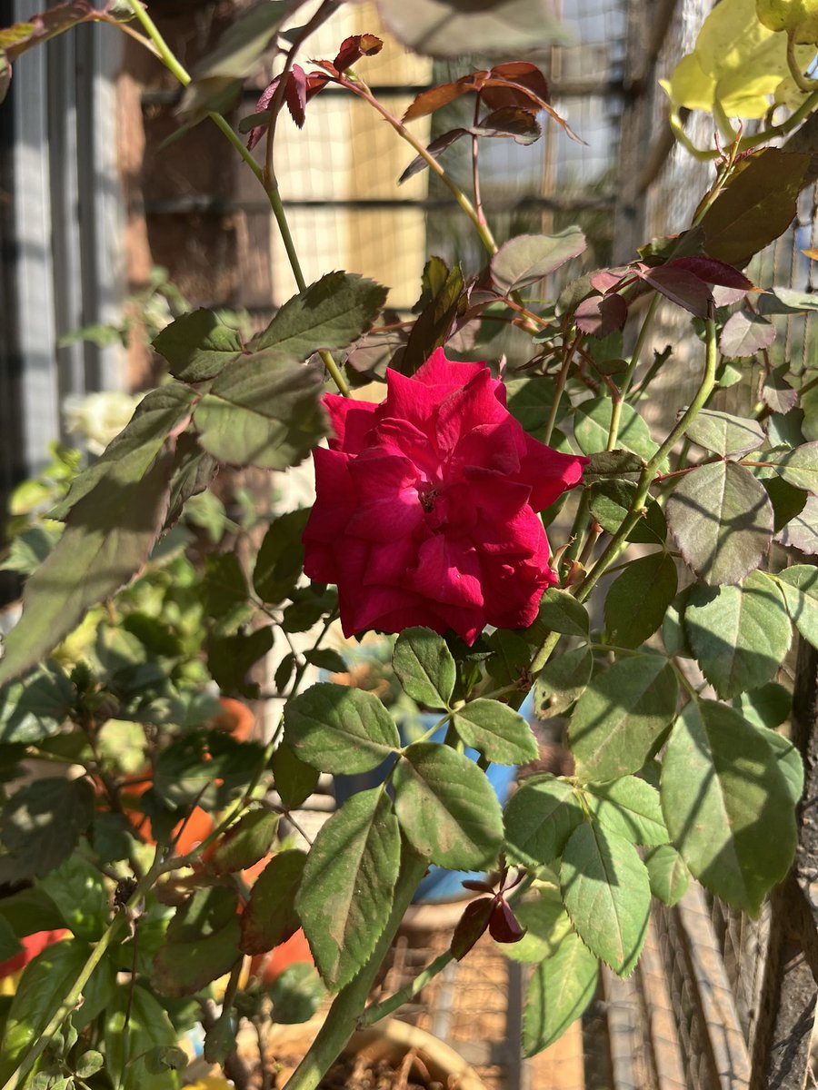 Roses, white and red in my window today. #GreenParent