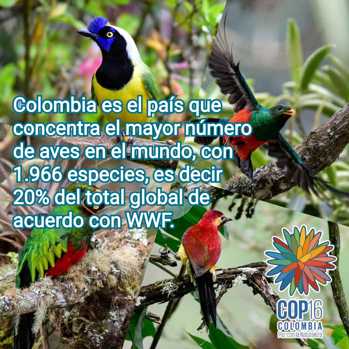 Colombia es el país que concentra el mayor número de aves en el mundo, con 1.966 especies, es decir 20% del total global de acuerdo con WWF. #ColombiaesCOP16 #CaliesCOP16 #TodosSomosCOP16