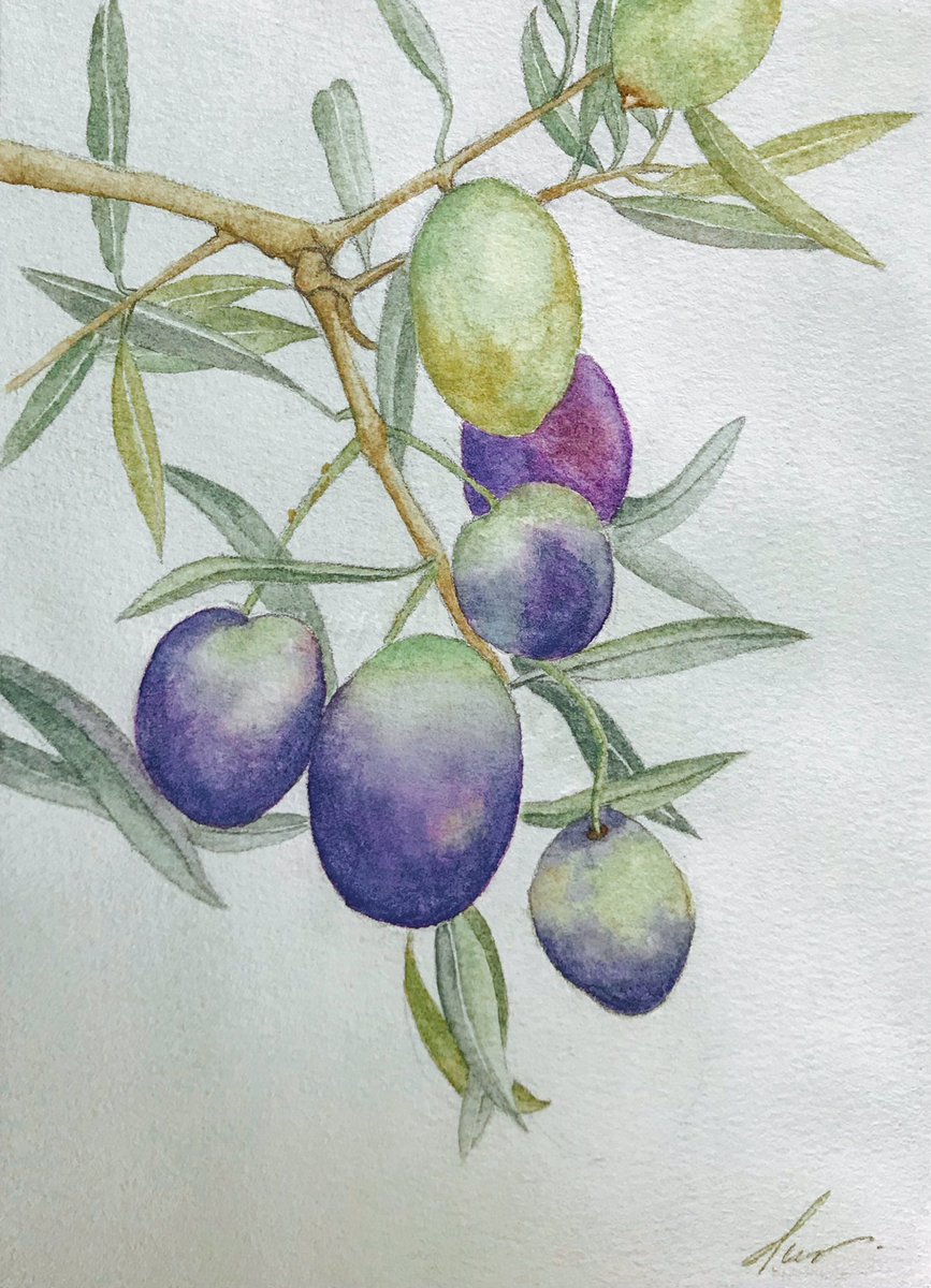 htarhtar_art's tweet photo. Olive 🫒🌿
#watercolorstudy #fruitpainting #olivepainting #botanicalart #painting #art #illustration #drawing #watercolor #watercolorpainting #watercolorart #artist #sakurakoi #camel #renaissancepaper #artlover https://t.co/BQnzt68u57