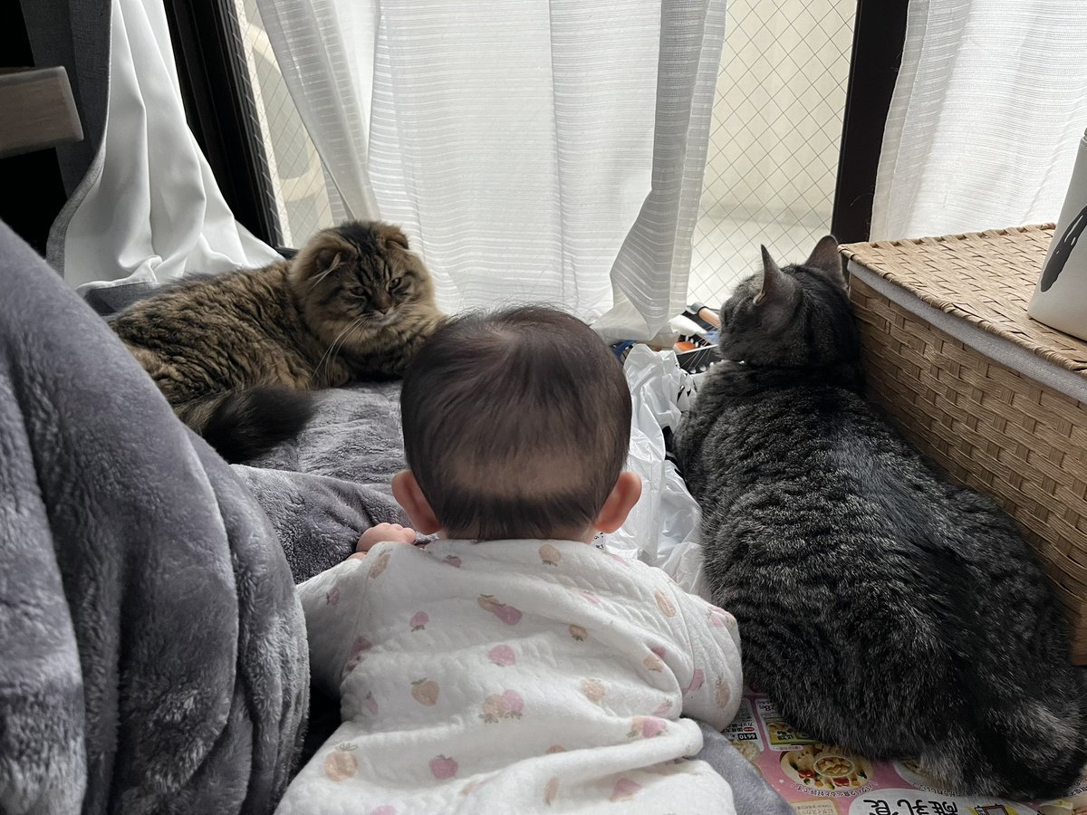 Rusk20220331's tweet photo. 三兄弟ww
 #猫がいる生活 https://t.co/md9KKsJ6Yv