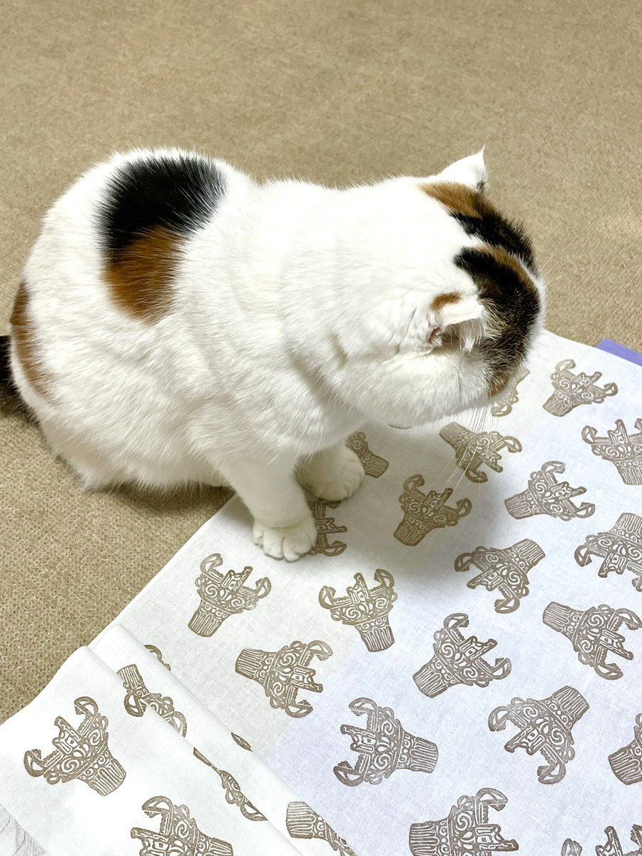 chanko_polka965's tweet photo. 猫の手を借りながら？
絶賛手ぬぐい作成中です🐱

#京都
#アートフェスタ
#スタジオKAN 
#Artfesta
#studio寛 
#ハンドメイド 
#消しゴムはんこ 
#手ぬぐい 
#告知
#猫
#ねこ https://t.co/60iV0S9HIL