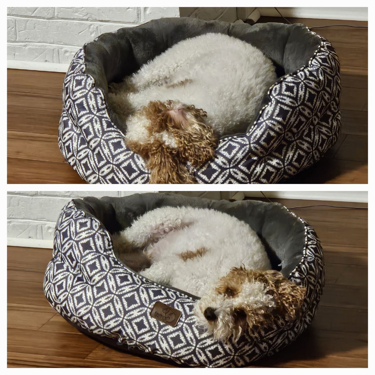 MurphyKamikawa's tweet photo. Life is good at my human dad's house. I sleep, eat, poop, pee &amp; run around the yard in this part where I can't run away. Can't beat it. #MurphyKamikawaTruth https://t.co/WzsxxCmH7W