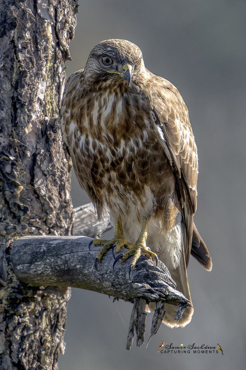 A long sojourn to #Uttarakhand kept me away from the internet thankfully🤣Got this #lifer in #Jalna #Uttarakhand. The #mighty #HimalayanBuzzard #IndiAves #birdphotography #BBCWildlifePOTD #birdwatching #BirdsOfTwitter #twitterbirds #birdphotography #ThePhotoHour #birdsseenin2024