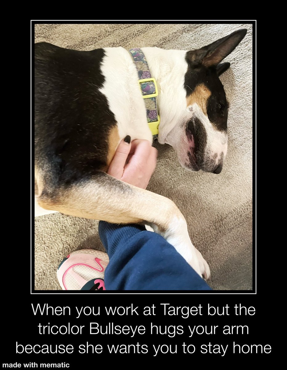 graphic_girl14's tweet photo. Okay this is my favorite meme that I’ve made by far! 🥰🥰🥰
#bullseye #target #targetbullseye #tricolorbullseye #tricolorbullterrier #targetbullseyegotmelike #targetlove #sybil #sibby #sweetgirl #bullterrier #meme #memes #targetmeme #targetteammember #bullseyememe https://t.co/slqJwK5z9R