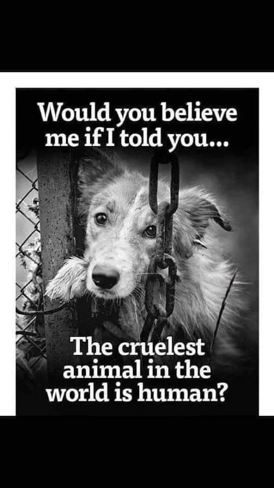Would you believe me if I told you...The cruelest animal in the world is human ? 👌