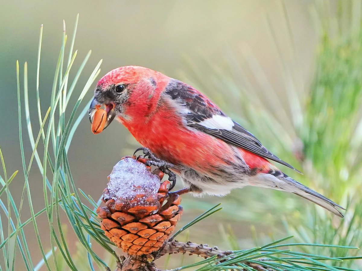 Two-barred Crossbill (白翅交嘴雀,Loxia leucoptera), in #Beijing. Large-headed finch with a unique crossed bill. Males are pinkish-red with black wings and two bold white wingbars. ❤李万嘉 #China #nature #Peace #wildlife #photography #birds #BirdsSeenIn2024