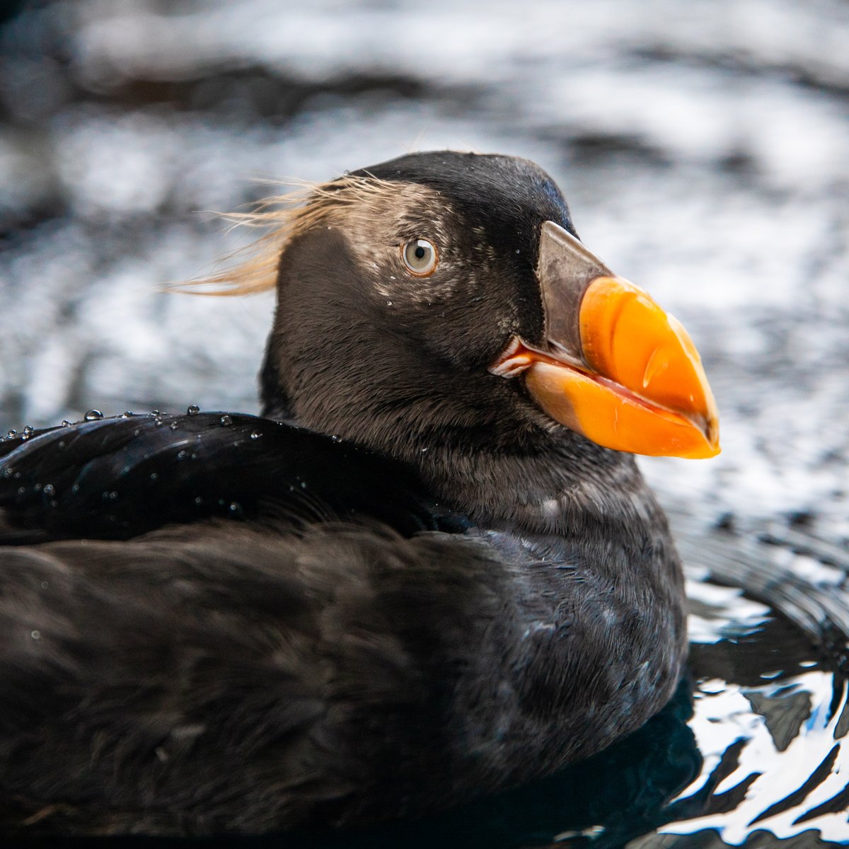 Alaska SeaLife Center tweet media