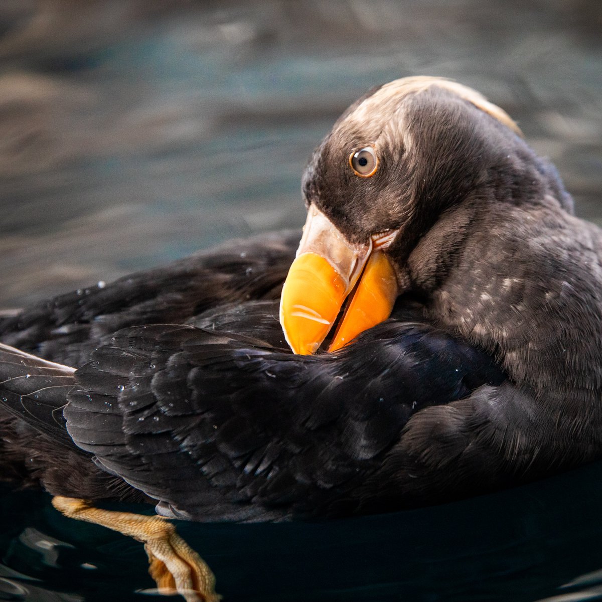 Alaska SeaLife Center tweet media