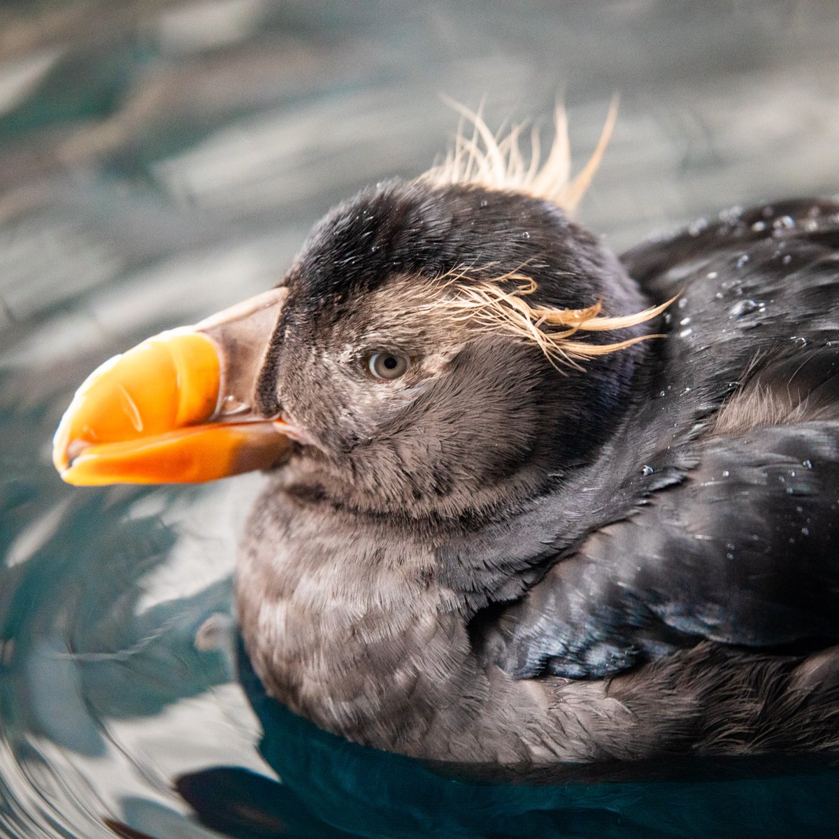 Tuft growing season is in full swing! Tufted puffins molt their primary feathers in the fall and start growing their tufts in at the end of December. The tufts will be fully grown around the end of April, just in time for breeding season!