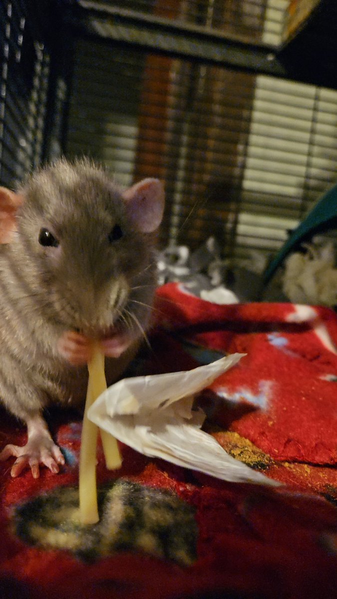 Staci Dreyer-Larson Ph.D. 🐀 tweet media