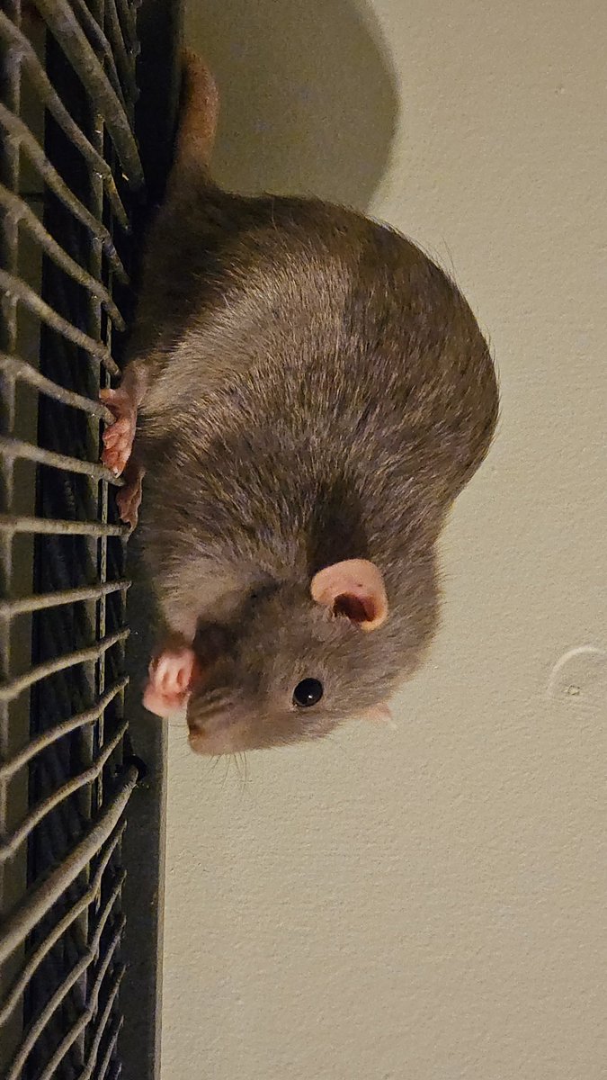 Staci Dreyer-Larson Ph.D. 🐀 tweet media