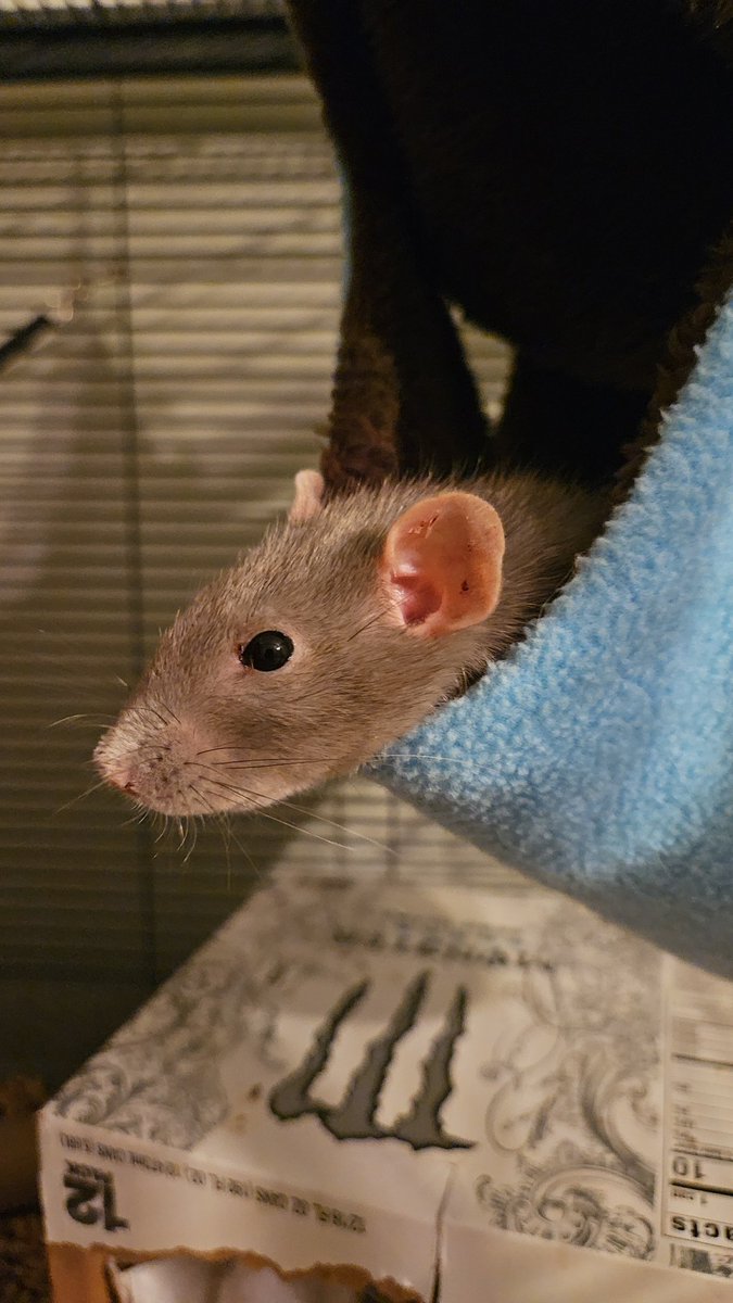 Staci Dreyer-Larson Ph.D. 🐀 tweet media