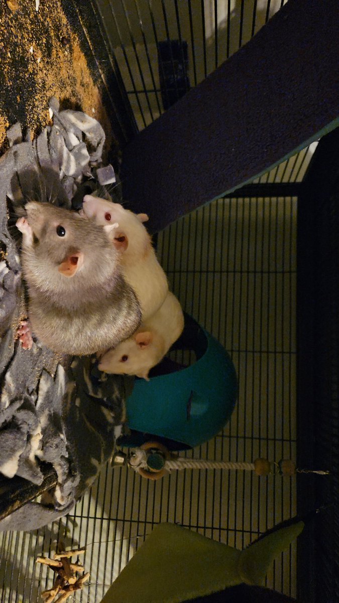 Staci Dreyer-Larson Ph.D. 🐀 tweet media