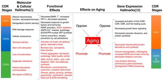 mdpi.com/2079-7737/8/2/… This is a pretty cool older paper; Incomplete Healing as a Cause of Aging: The Role of Mitochondria and the Cell Danger Response;