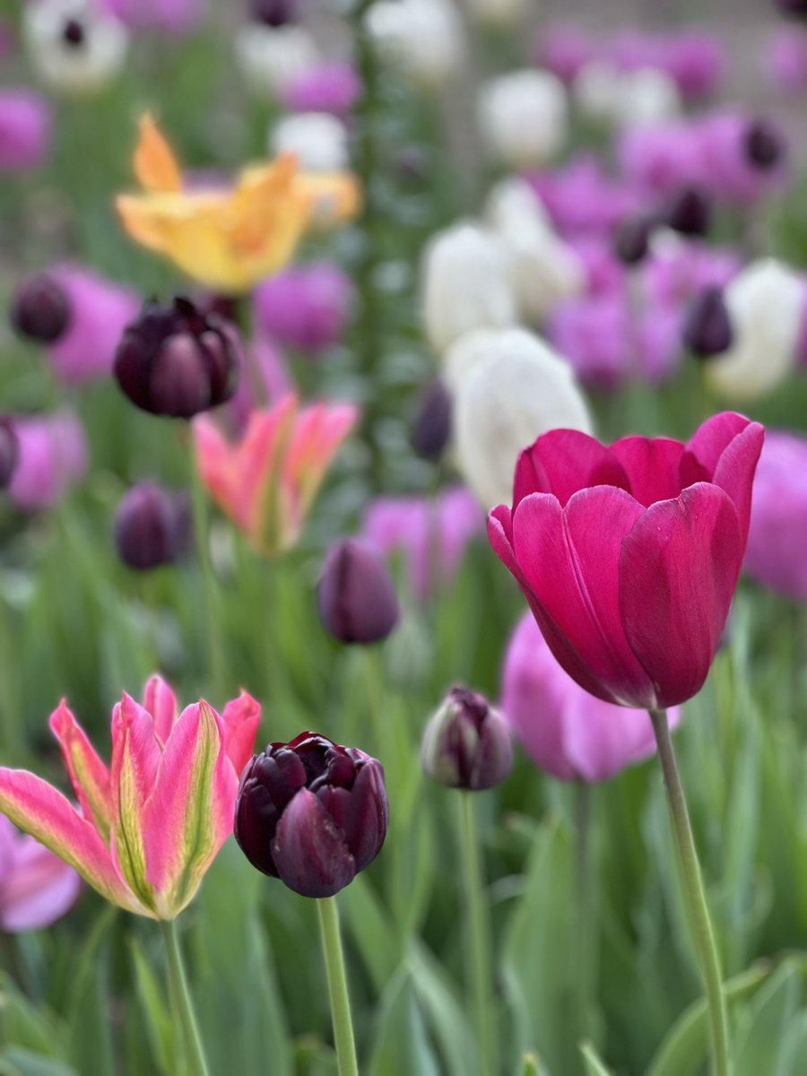 SPwrite's tweet photo. LA Peeps! The tulips are blooming at @DescansoGardens right now!! It’s worth a visit. #springiscoming #tulips #fillthewell #writerscommunity https://t.co/0mLtA7SLrg