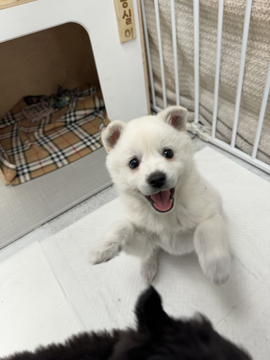 나는 아기곰룡 뽀얀이다!! 크앙!!
가조기 어디쒀!!! 당장나와!!
여기로 저나해!! 크앙!! 
☎️ 062-571-2808 ☎️

#광주동물보호소#뽀얀이#입양홍보