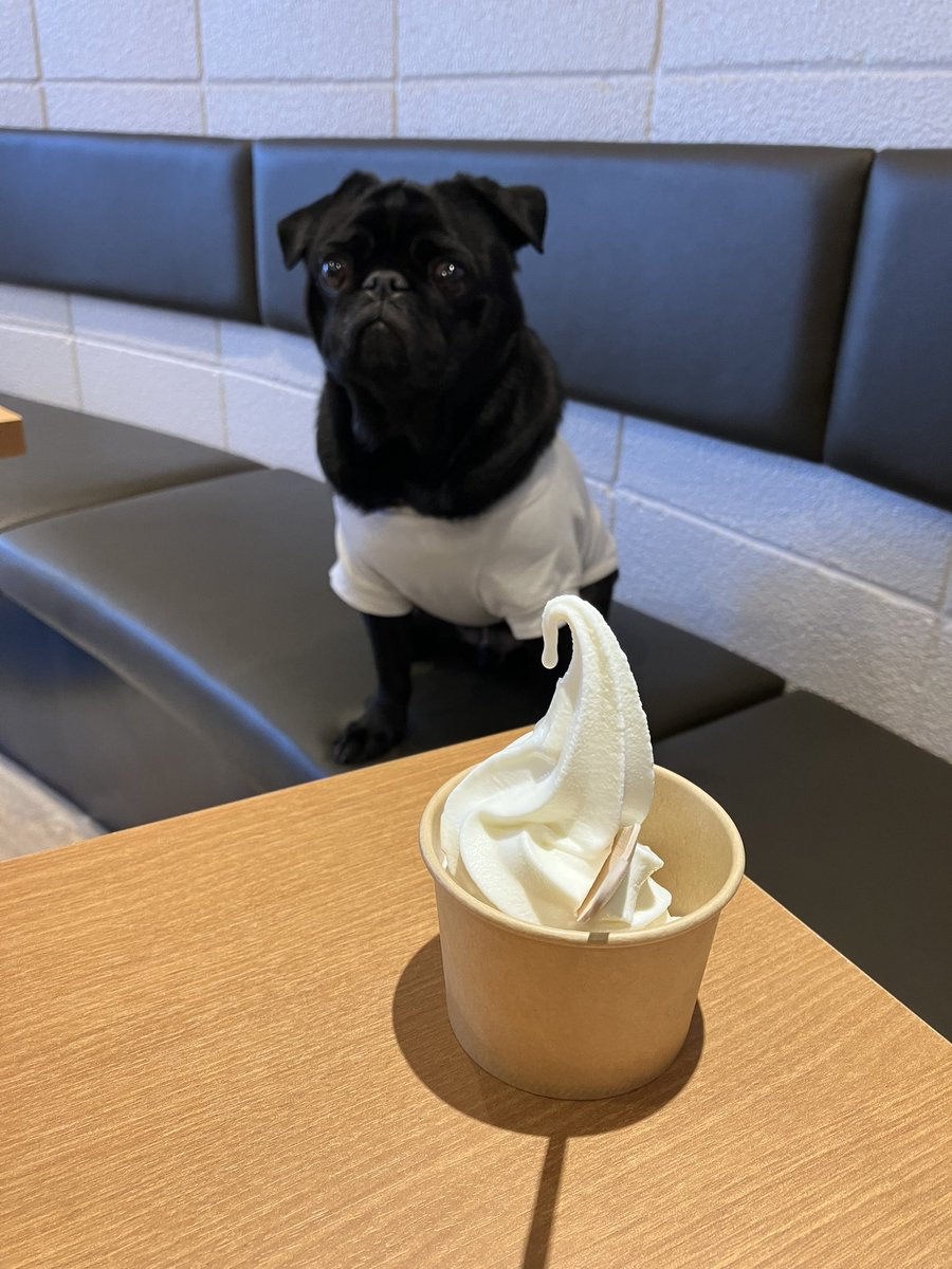 hinataro89's tweet photo. 美男子かつおくん🍦 https://t.co/thBOmojRTE