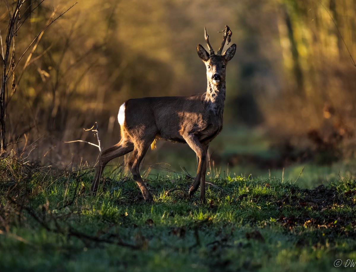 A clear, cold sunrise and a roe buck that paused briefy exactly where I wanted one to! Mornings' just don't come any better than that.🙏 16 03 24 @visitmalton @BritishDeerSoc