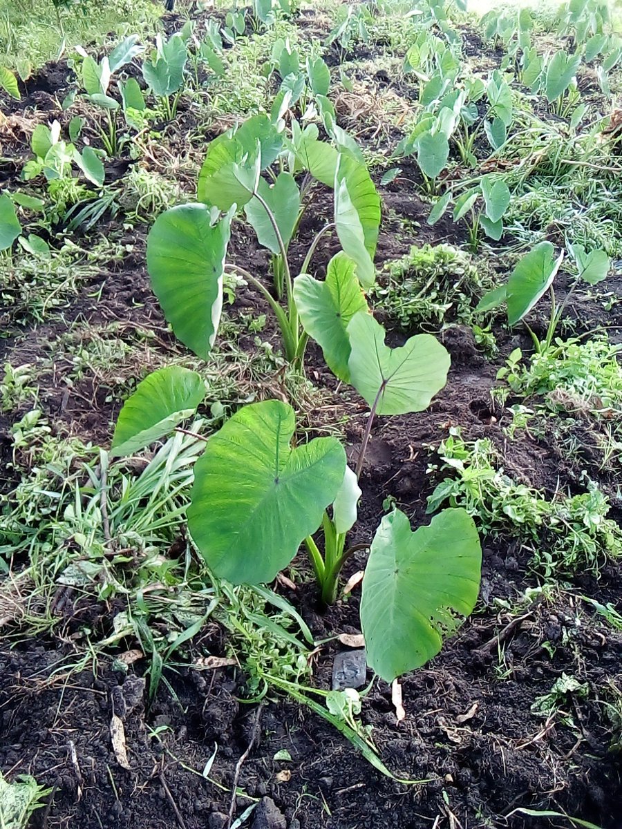 Ssendiwala Robert Ssettaala I I I Nnyamantono tweet media