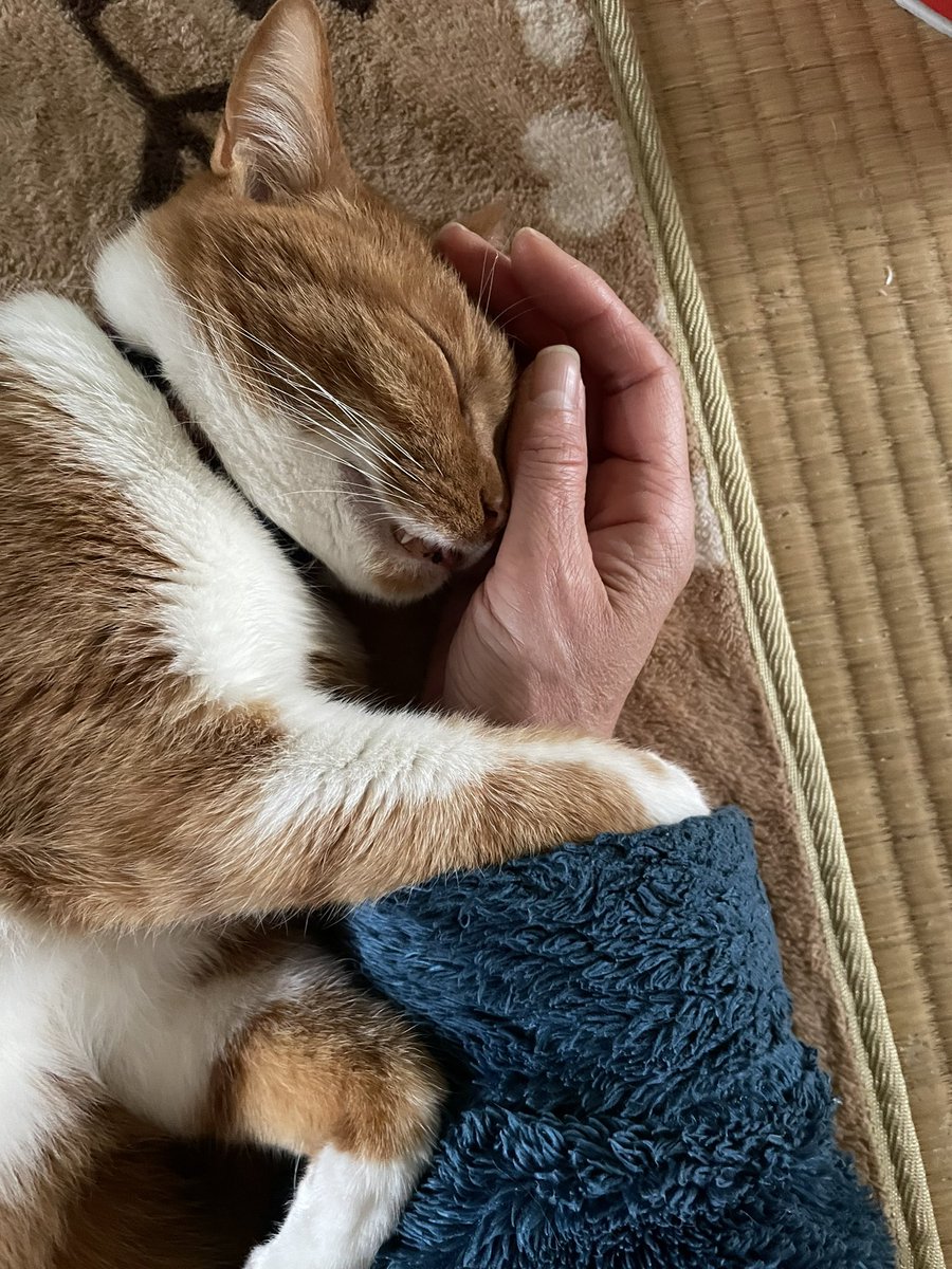日曜の午後にゃんことのんびりとしてます

#猫のいる幸せ 
 #猫のいる暮し
