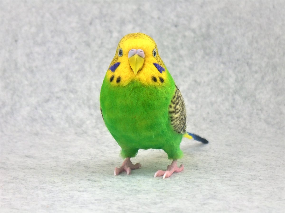 I got permission to sell on etsy again.
I have put up a budgie for sale on etsy. 
If you are interested, please check it out.
etsy.com/jp/listing/168…