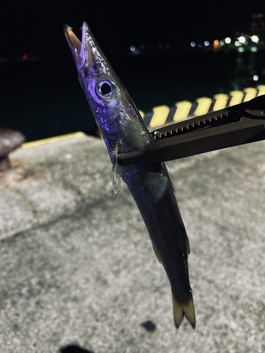 JunjiSurf's tweet photo. カマシング🎣 https://t.co/VzEzwMTcTq