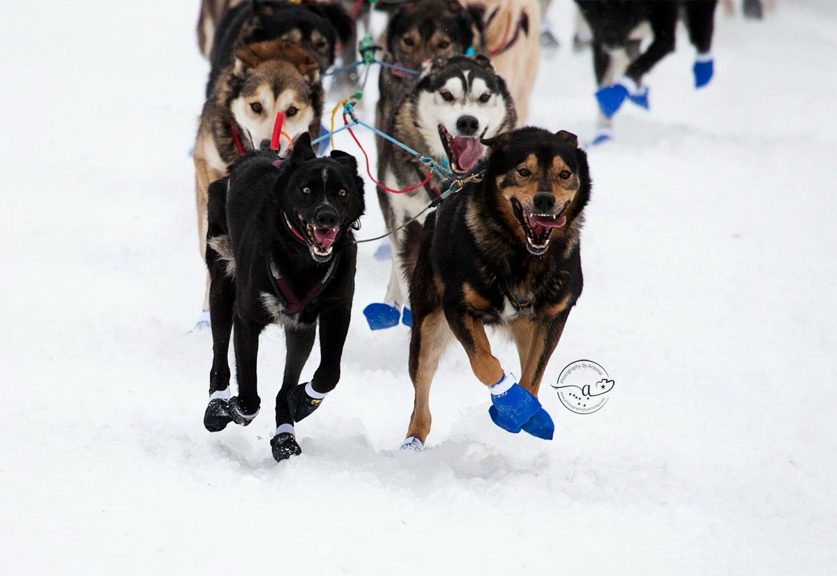 Aaron Burmeister's lead dogs at the restart of #Iditarod52. #AlaskaLife #Iditarod2024 #MusherTwitter #SledDogPhotog #Mushing #SledDogs