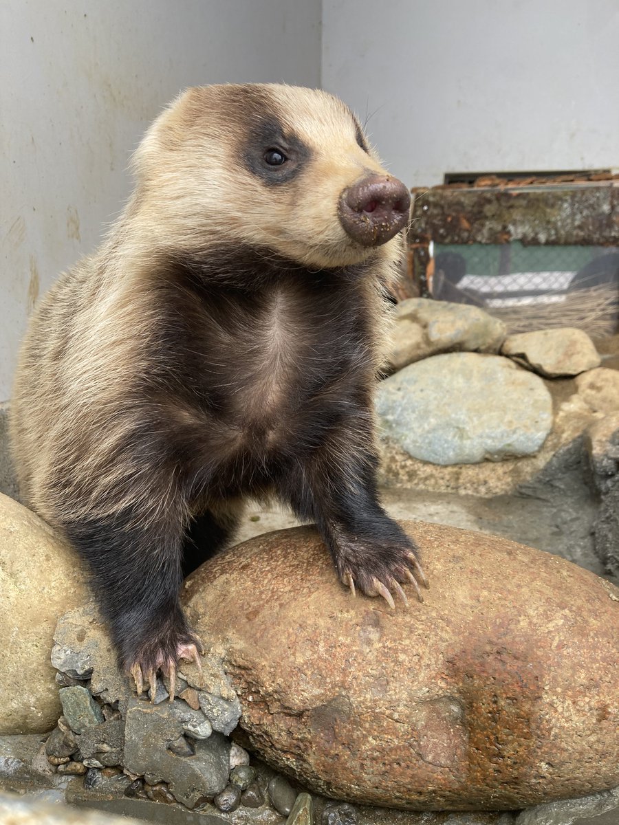お知らせ】 このたびニホンアナグマが来園しました。 現在、環境に慣れ