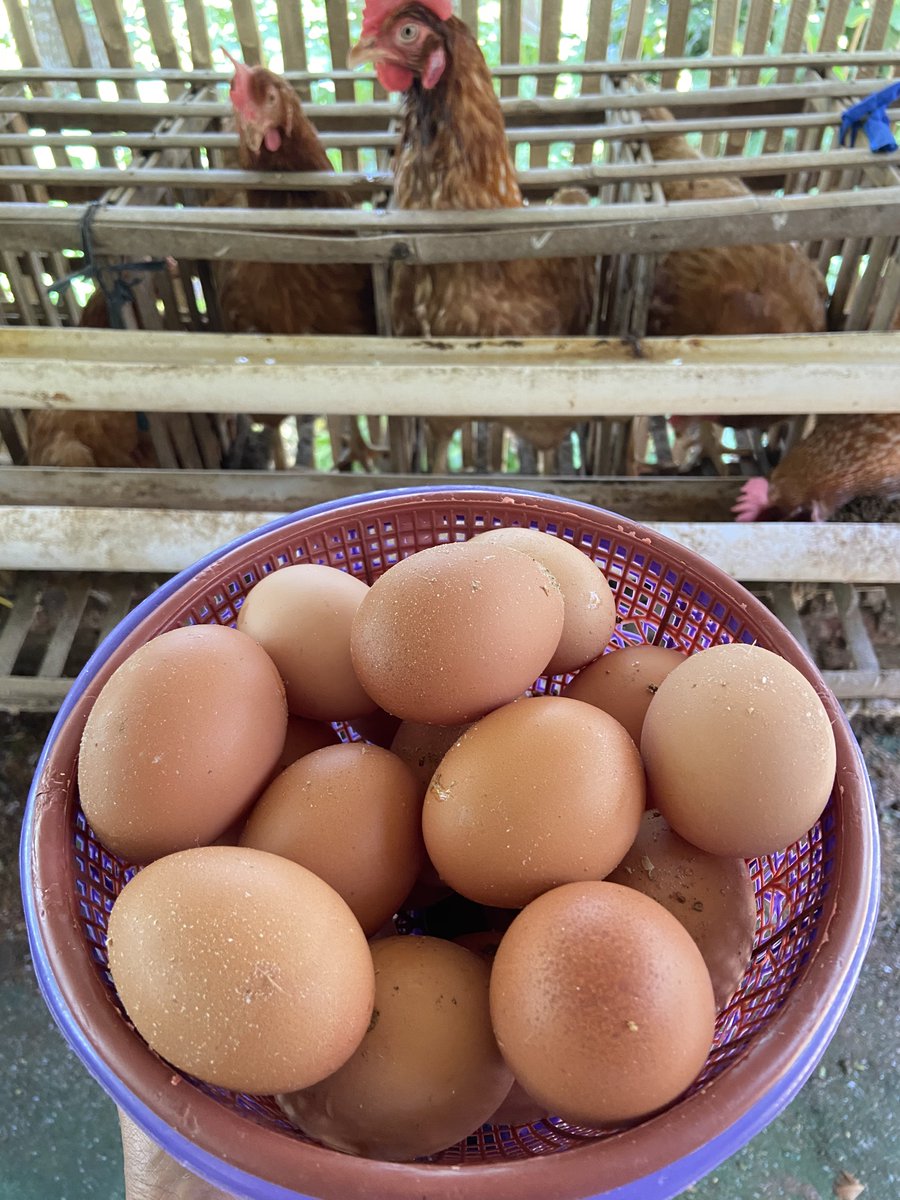 TrigonaSeno's tweet photo. Ngopeni pitik 10 neng ngomah.
Telung ndino pisan ndogge dijupuk.
Cacahe 27-28-29 butir.

Ngene wae marai seneng wesan.
🥰 https://t.co/vCDtzJiNTt
