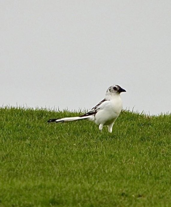 Rare white magpie spotted near Lowertown, Fishguard
#WOLCOV