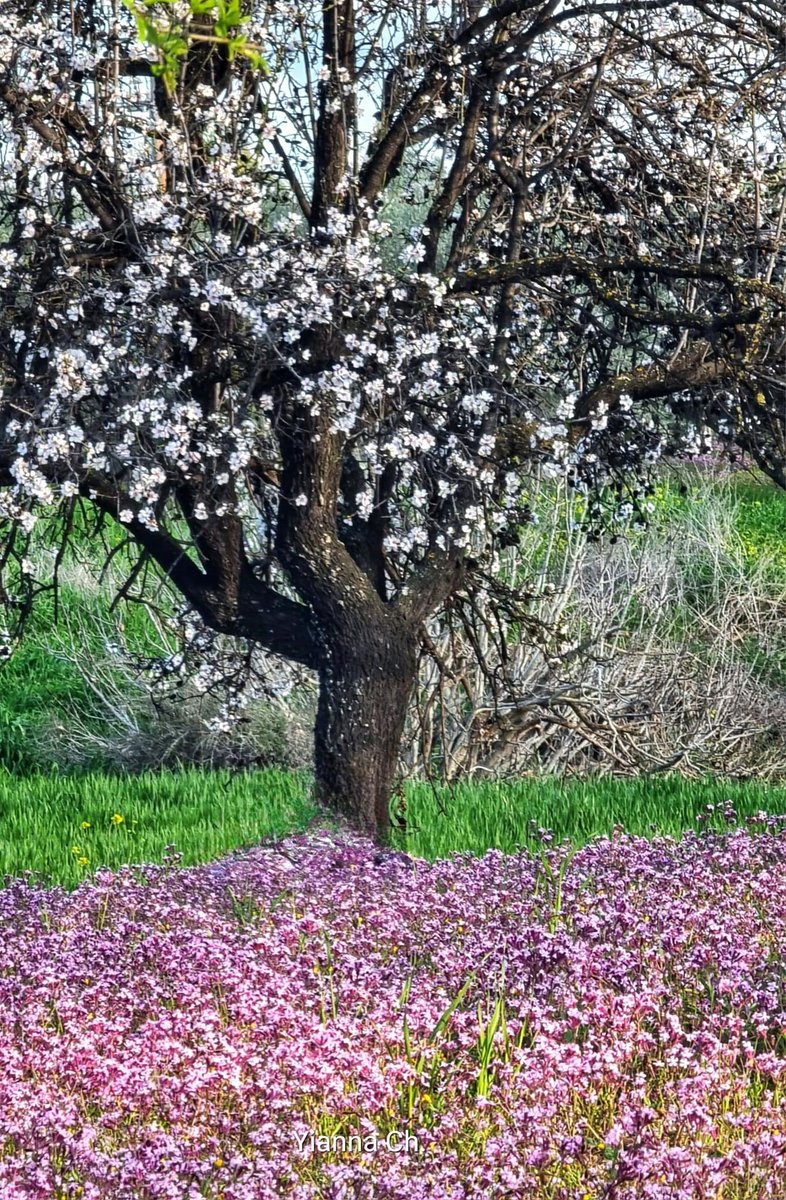 Καλημέρα Άνοιξη ‼️

Καλημέρα Κόσμε ‼️🌸💗☀️