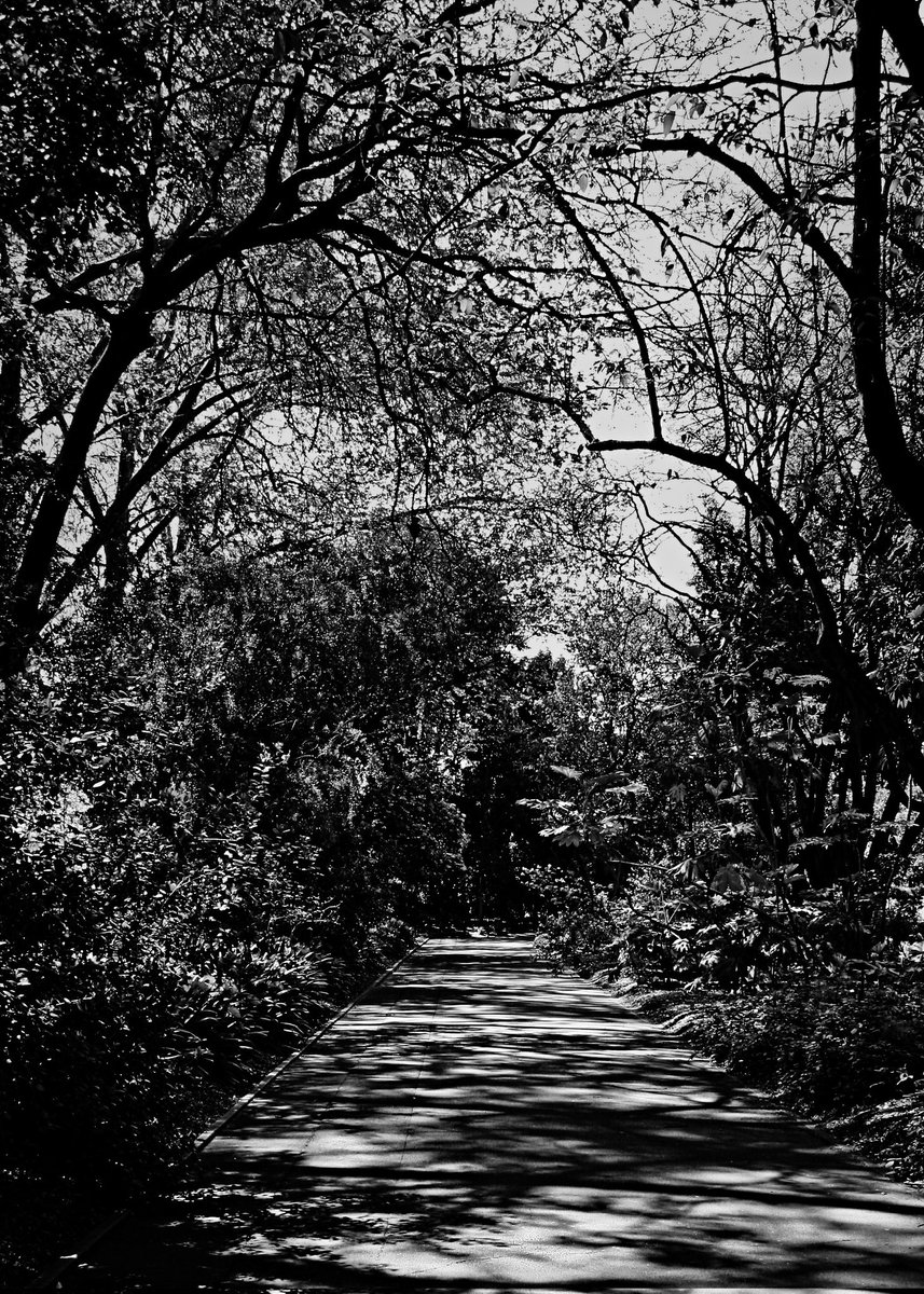 csdock's tweet image. Overgrown