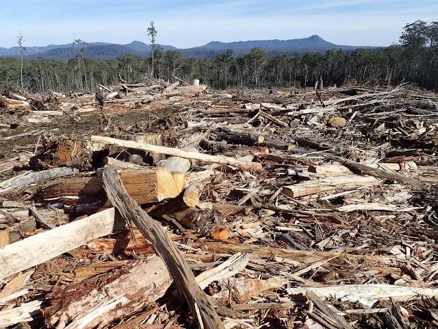 @jeremyrockliff Chopping town Tasmania’s forests for toilet paper leaves a bleak future indeed. 😢
