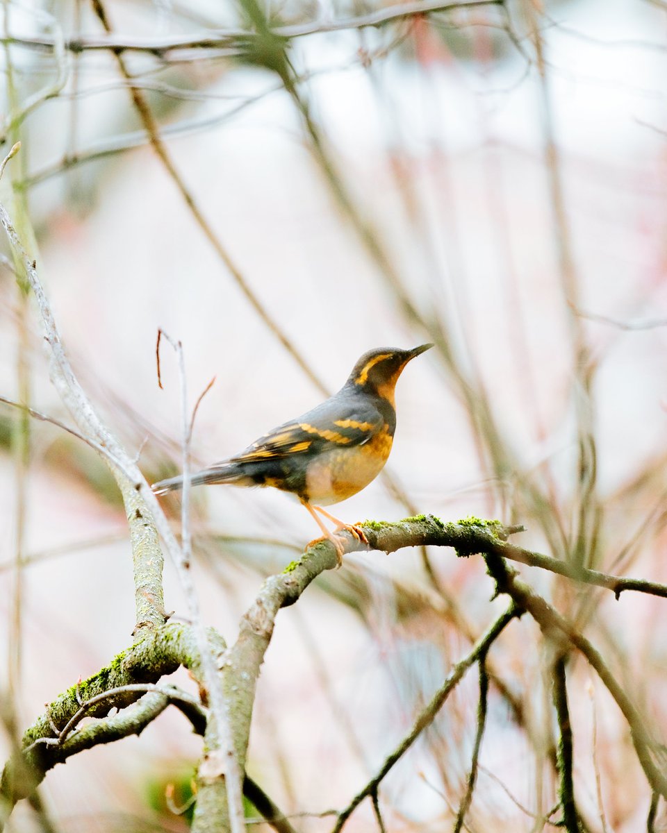 cedar___rapids's tweet photo. Varied thrush kinda morning https://t.co/sKI8WqtwA5