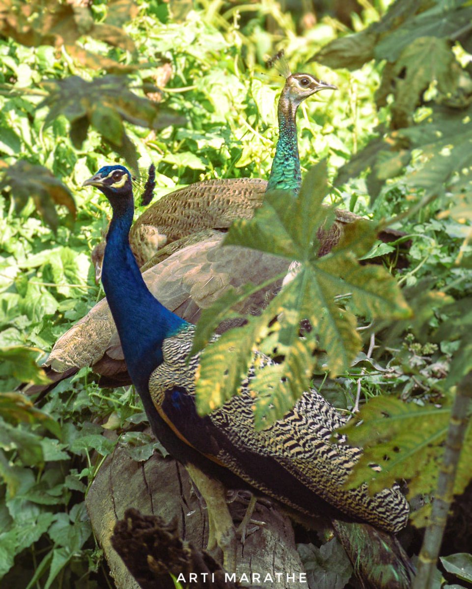 Indian peafowl 🦚 . . #IndiAves #ThePhotoHour #BBCWildlifePOTD #natgeoindia #nikon #birdphotography #wildlife #nature #photography #birdwatching