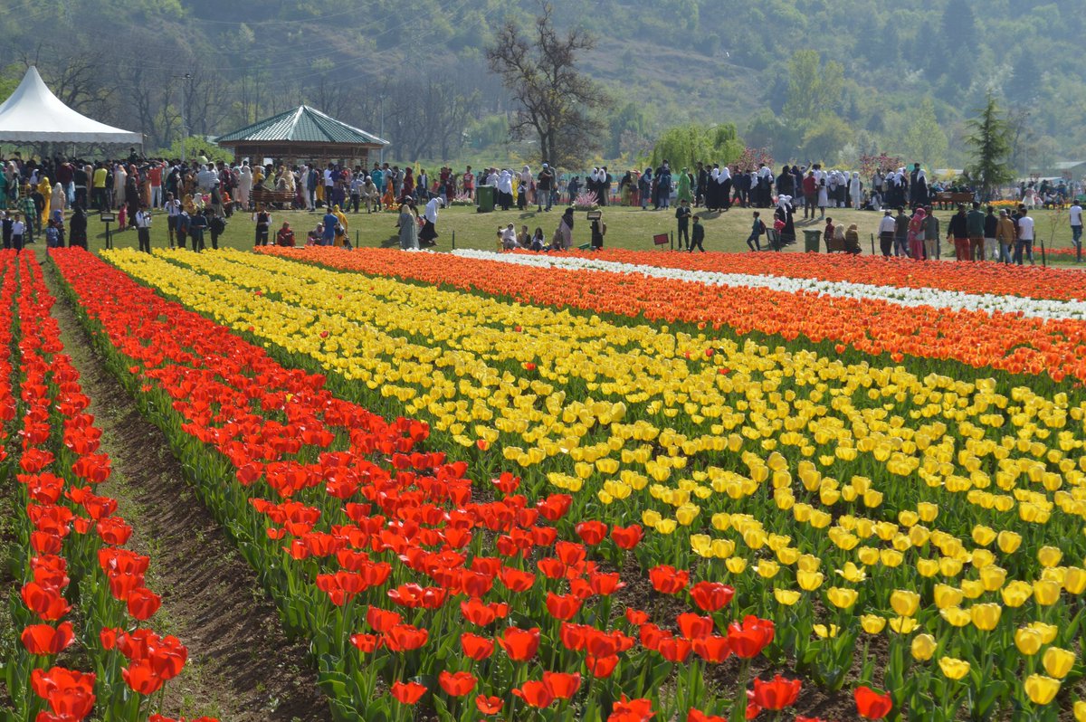 #Kashmir through my 📷 Here's Asia's largest #Tulip Garden🌷@ #Srinagar in 'full bloom' during Spring which lies in the lap of Zabarwan Range 🏔️ #SpringIsHere Dedicated to : @ThePhotoHour @Matt_Pinner & @ErikSolheim #DekhoApnaDesh #IncredibleIndia 👍 #JammuKashmir 🥰