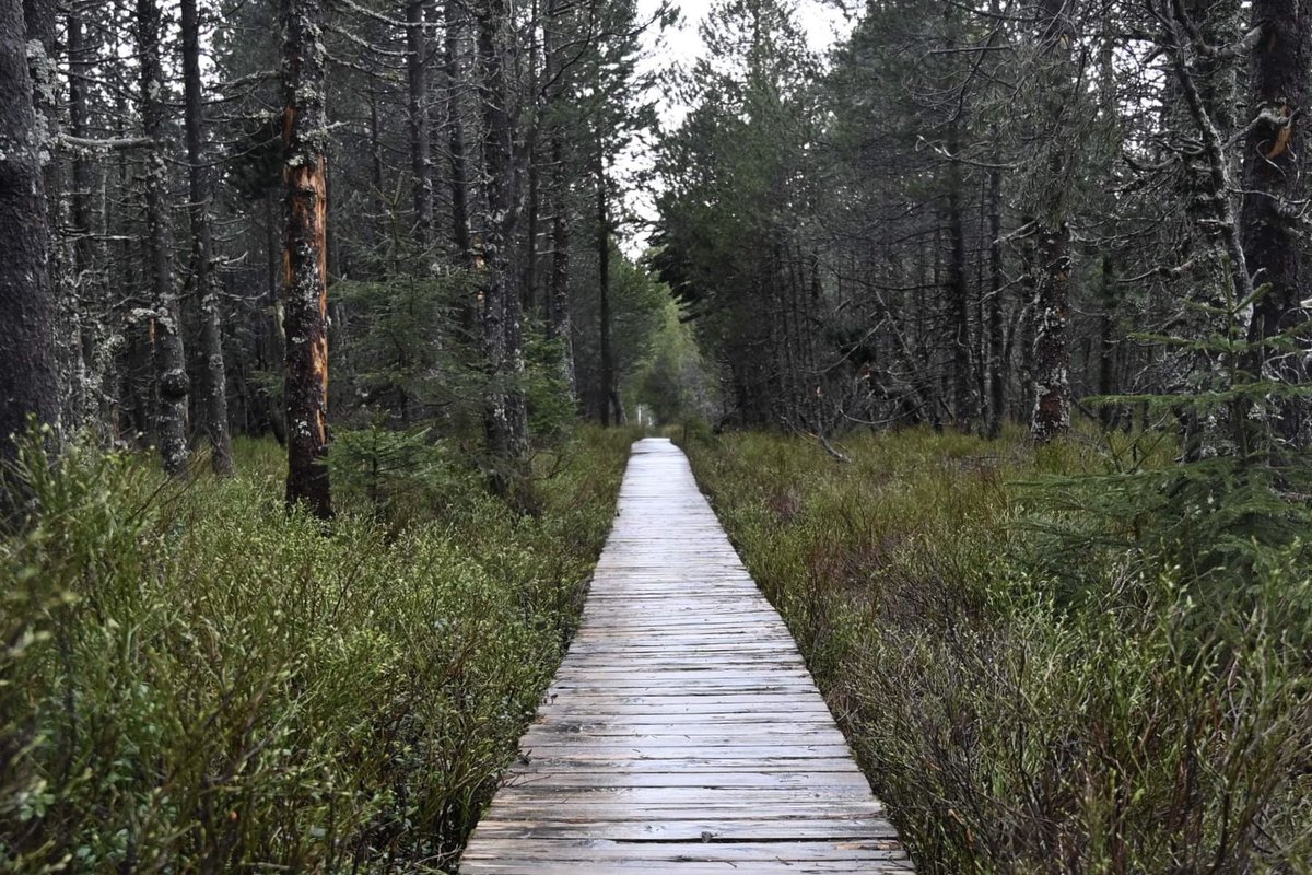 Bäche, Quellen, Seen und Wasserfälle: Der Wasserweltensteig verdankt seinen Namen dem Element Wasser. Hier führt der Weg durch ein Moor. Tipps zum Wanderweg im Schwarzwald gibt’s im Blog: people-abroad.de/blog/wasserwel… #schwarzwald #wandern #natur