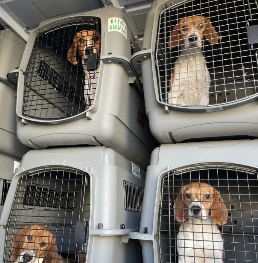 tintinpapa1's tweet photo. みなさんは実験用ビーグル犬という言葉を
聞いた事がありますか？

「聞いたことはあるけど昔の話でしょ？」

「外国の製薬会社が実験に使ってる犬でしょ？」

そのくらいの認識だと思うのですが、
実は現在も日本で企業が繁殖させ訓練し
獣医大学や製薬会社、化粧品会社等に多数販売され
手術実習や研究、薬品開発のための生体実験などに
使われているんです...

多くの非難や嘆願により大学や研究施設では
生体実験を減らす試みはされているようですが、

今でも実習や実験のために数多くのビーグル犬が
繁殖させられ、
苦しめられても従順に従い吠えないように
訓練された犬たちが出荷されていきます。

なぜビーグル犬が選ばれるのか不思議ですよね？

その理由と現在日本でなんという会社が
実験用ビーグルを年間どれほどの頭数繁殖出荷しているか、
書いてありますので
ぜひ青文字のリンク先をご覧ください↓
https://t.co/MbgurEl5dT