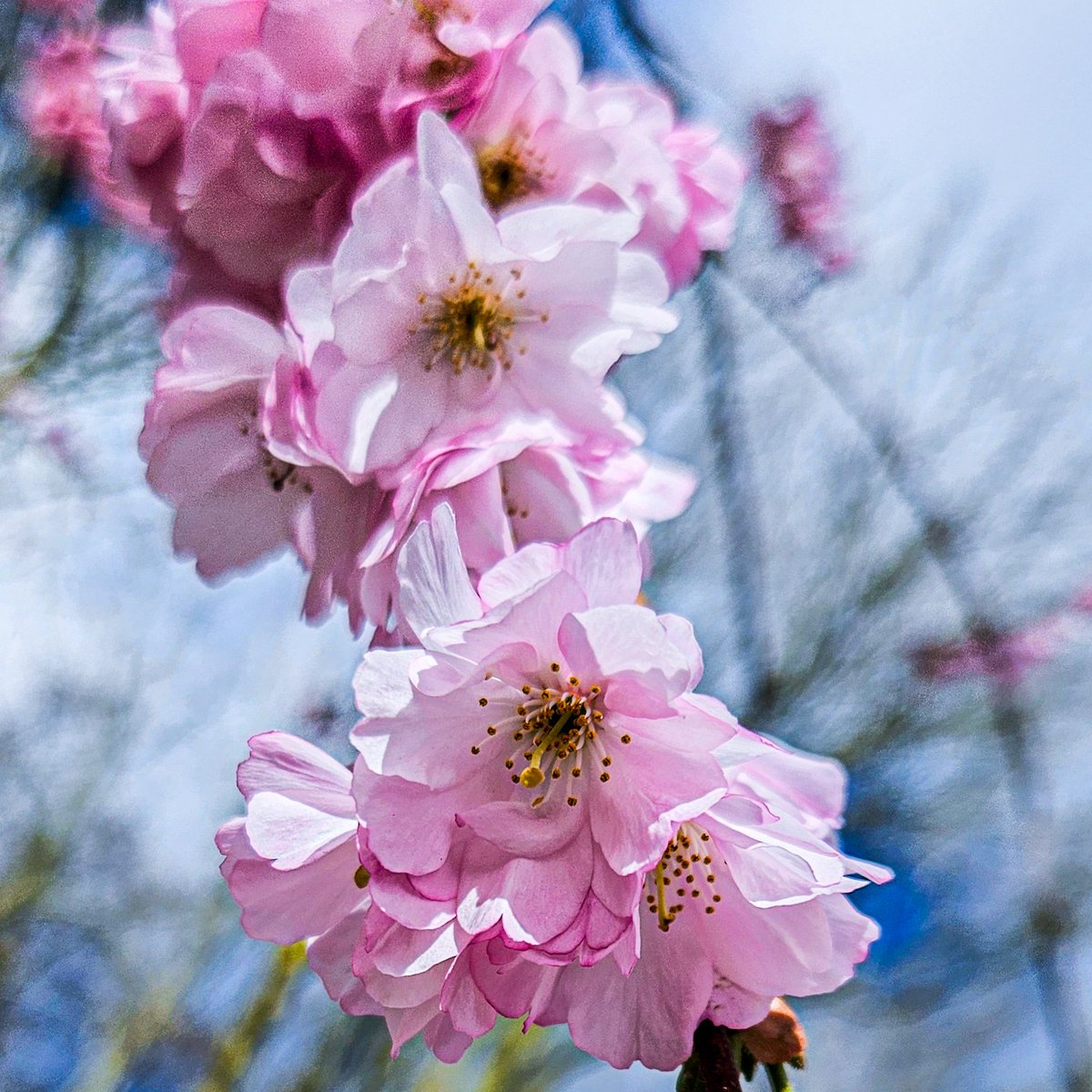 dinobreezy's tweet photo. Good morning everyone βοΈ πΈ
Have a great Sunday π
#goodmorning #SundayFunday #flowers #nature #photography #cherryblossem https://t.co/b8MGry5qb4