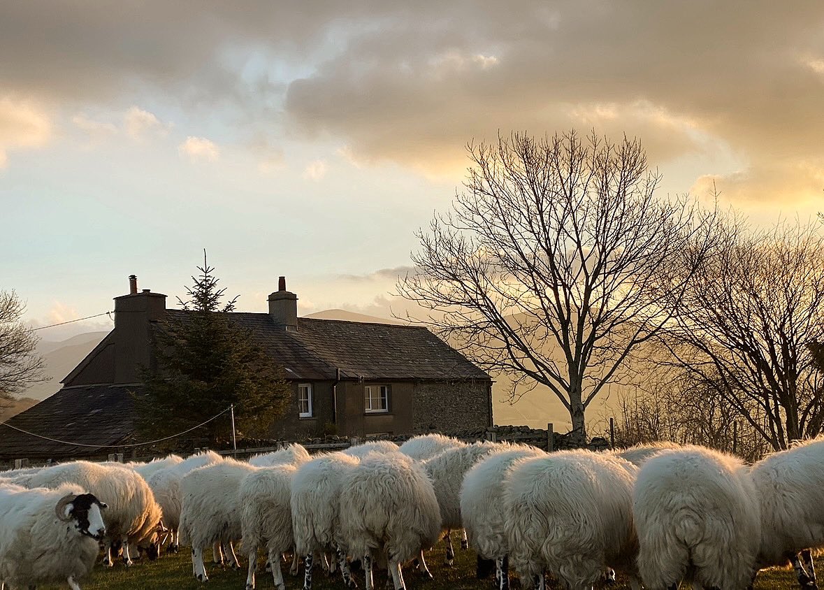 Alison O’Neill ~ Shepherdess tweet media