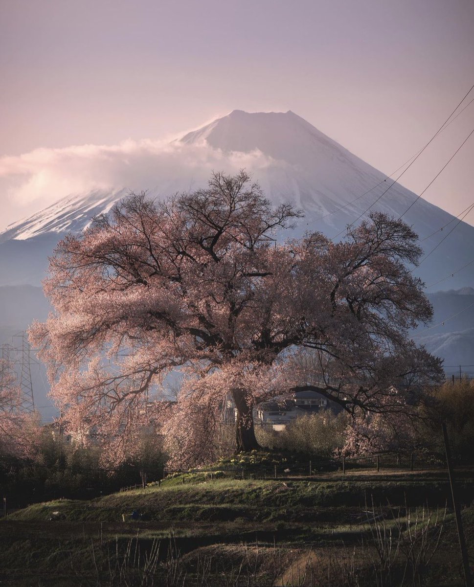 voshans's tweet photo. Ochtendstemming…
(Foto Tatsuya Photography) #lente
#Nirasaki #Yamanashi #Fuji #Japan https://t.co/TLOjcsyayB