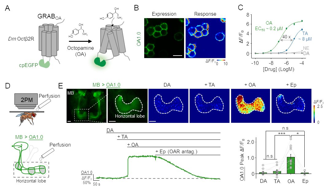 Yulong Li Lab (@yulonglilab) on Twitter photo 🔬 Exciting news! A GRAB sensor for selectively detecting octopamine (OA) is coming! 🌟🌟🌟 The GRAB-OA exhibits a 40-fold selectivity over tyramine (TA). <a href="/Mingyue_Lv/">Mingyue Lv</a> <a href="/_RuyiCai/">RuyiCai</a> <a href="/XuelinLi1/">Xuelin Li</a> <a href="/Huan_HWang/">Huan WANG</a> <a href="/BigTree_Zeng/">Big Tree Jianzhi Zeng</a> Dive into the details here: biorxiv.org/content/10.110…. 🧪 🔬 Exciting news! A GRAB sensor for selectively detecting octopamine (OA) is coming! 🌟🌟🌟 The GRAB-OA exhibits a 40-fold selectivity over tyramine (TA). <a href="/Mingyue_Lv/">Mingyue Lv</a> <a href="/_RuyiCai/">RuyiCai</a> <a href="/XuelinLi1/">Xuelin Li</a> <a href="/Huan_HWang/">Huan WANG</a> <a href="/BigTree_Zeng/">Big Tree Jianzhi Zeng</a> Dive into the details here: biorxiv.org/content/10.110…. 🧪