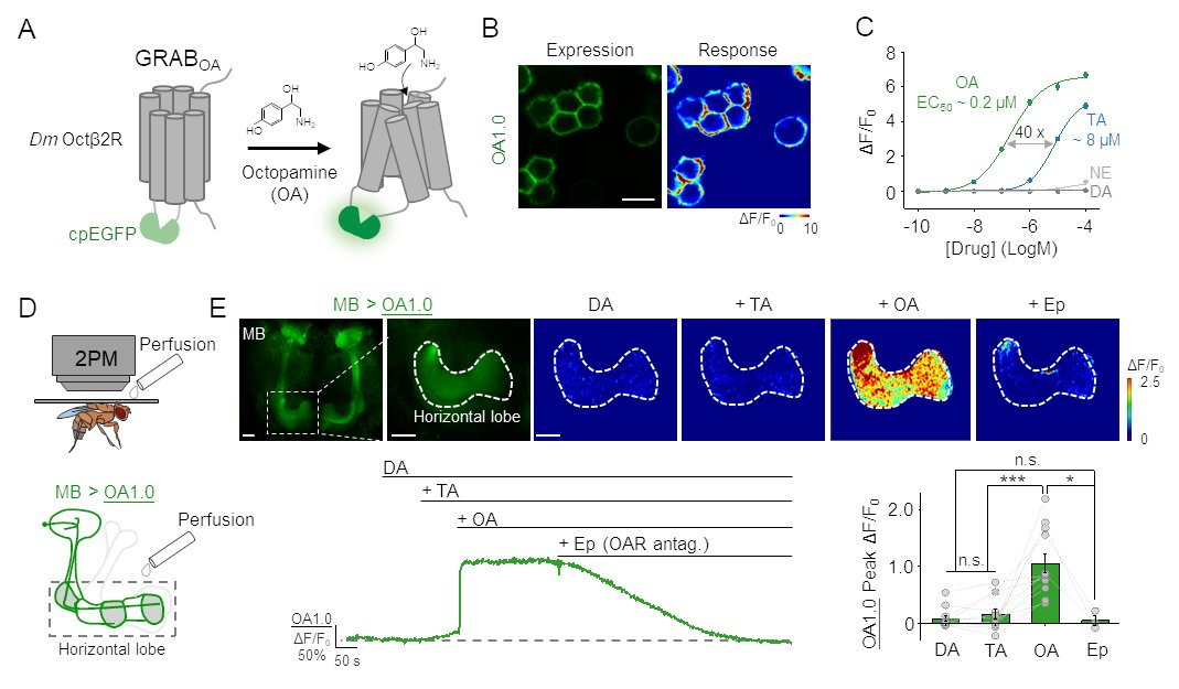 🔬 Exciting news! A GRAB sensor for selectively detecting octopamine (OA) is coming! 🌟🌟🌟 The GRAB-OA exhibits a 40-fold selectivity over tyramine (TA). @Mingyue_Lv @_RuyiCai @XuelinLi1 @Huan_HWang @BigTree_Zeng Dive into the details here: biorxiv.org/content/10.110…. 🧪