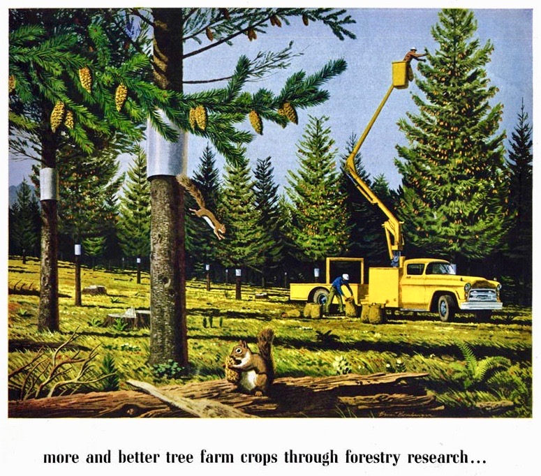 LRonLacy's tweet photo. 3 #March #WorldWildlifeDay
🧵👇
‘more and better tree farm crops through forestry research. . .’
Illustration by Bruce Bomberger (1918-1980)
#wildlife #forests #biodiversity #squirrels #firtrees https://t.co/RLySiAeM2j