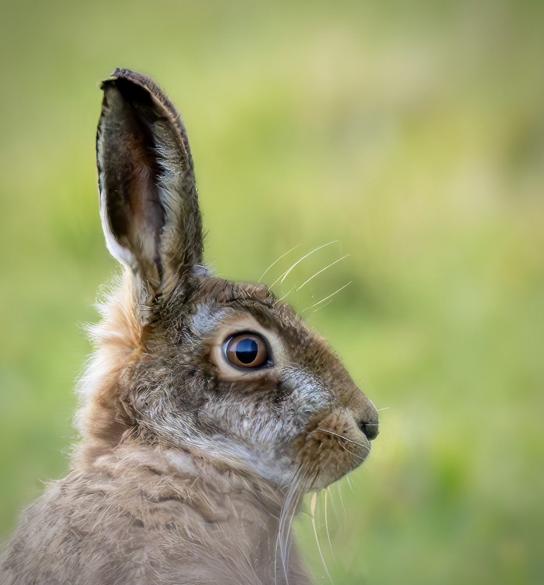 This hare appeared next to the drystone wall and stared at me for a few moments! Just look at those amazing eyes ! 
⁦@BBCSpringwatch⁩ ⁦@WildlifeTrusts⁩ ⁦@WildlifeMag⁩ ⁦@wwf_uk⁩ ⁦@ChrisGPackham⁩