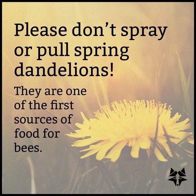 Please don’t spray or pull the spring dandelions, they are one of the first sources of food for 🐝🐝🐝🐝 Let’s save the bees together. change.org/SaveTheBee @electroboyusa @endelstamberg @Eathbound420 @PeterAskin1 @AlmuthSiegl @Tlo02 @EWestaway @EPennysworth @beansbeth…