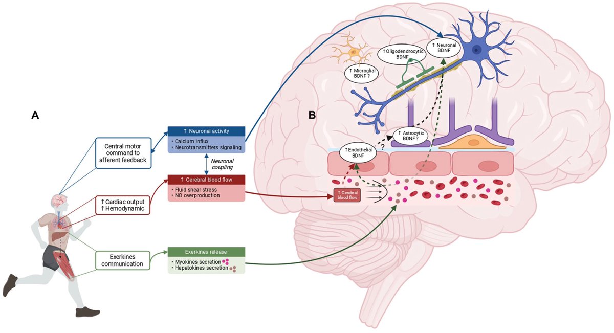 ChristophBurch's tweet photo. Main mechanisms leading to exercise-induced BDNF production in the brain:
https://t.co/gBSt0TwYmH https://t.co/QV2myC1wAp